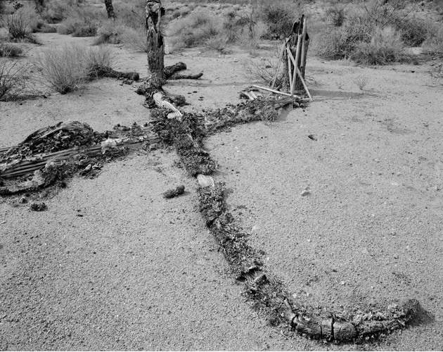3-11 02s_158 dead saguaro 16x20.jpg